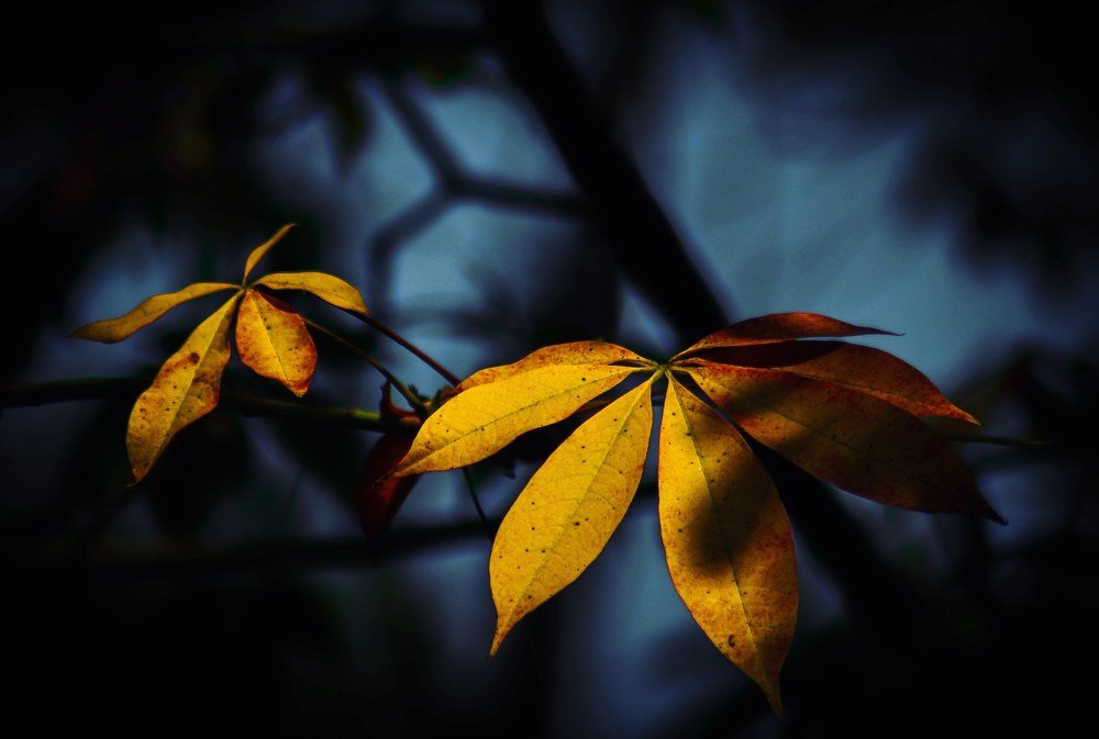 Photograph by Shubham Singh