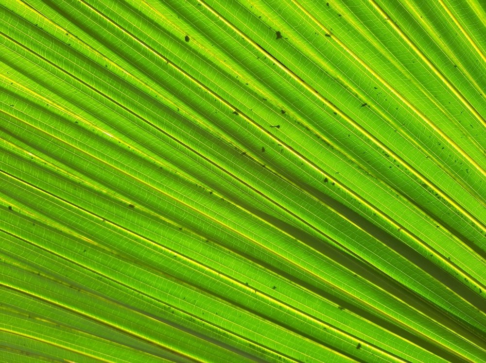 Green Leaf Lines