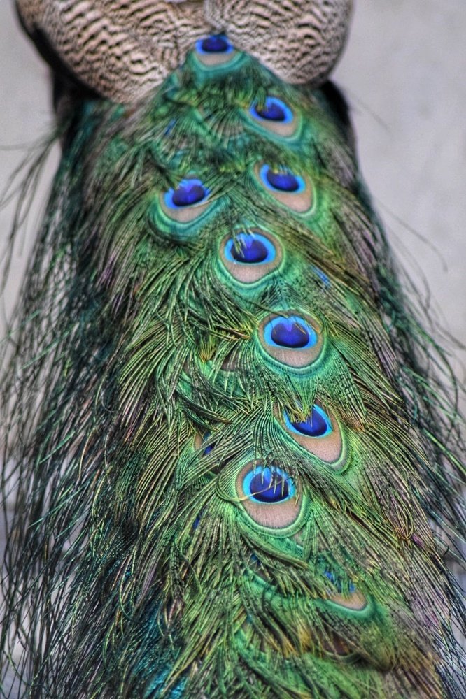 Feather in Abstract