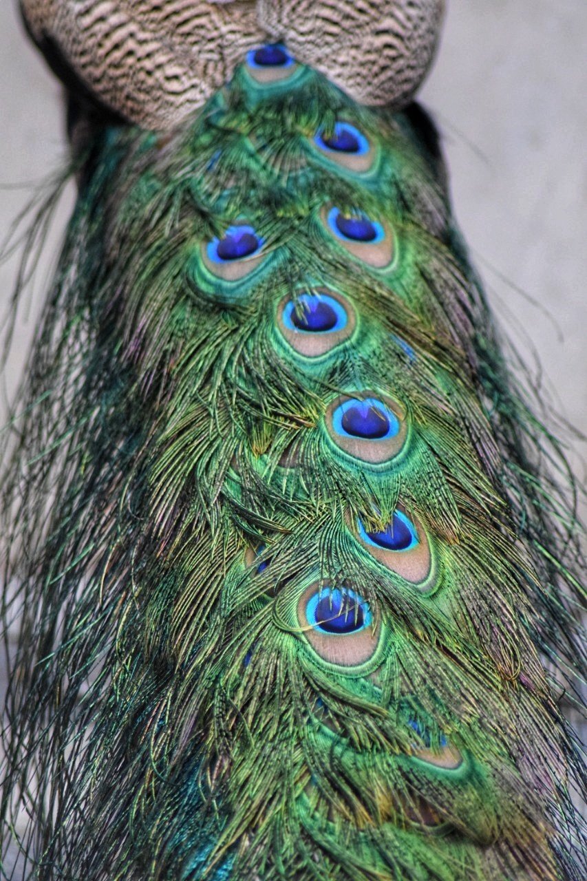 Feather in Abstract