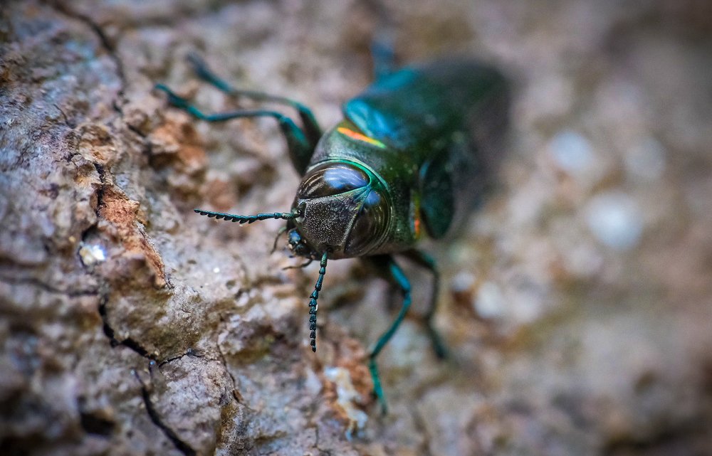 Photograph by Himalay Mridha