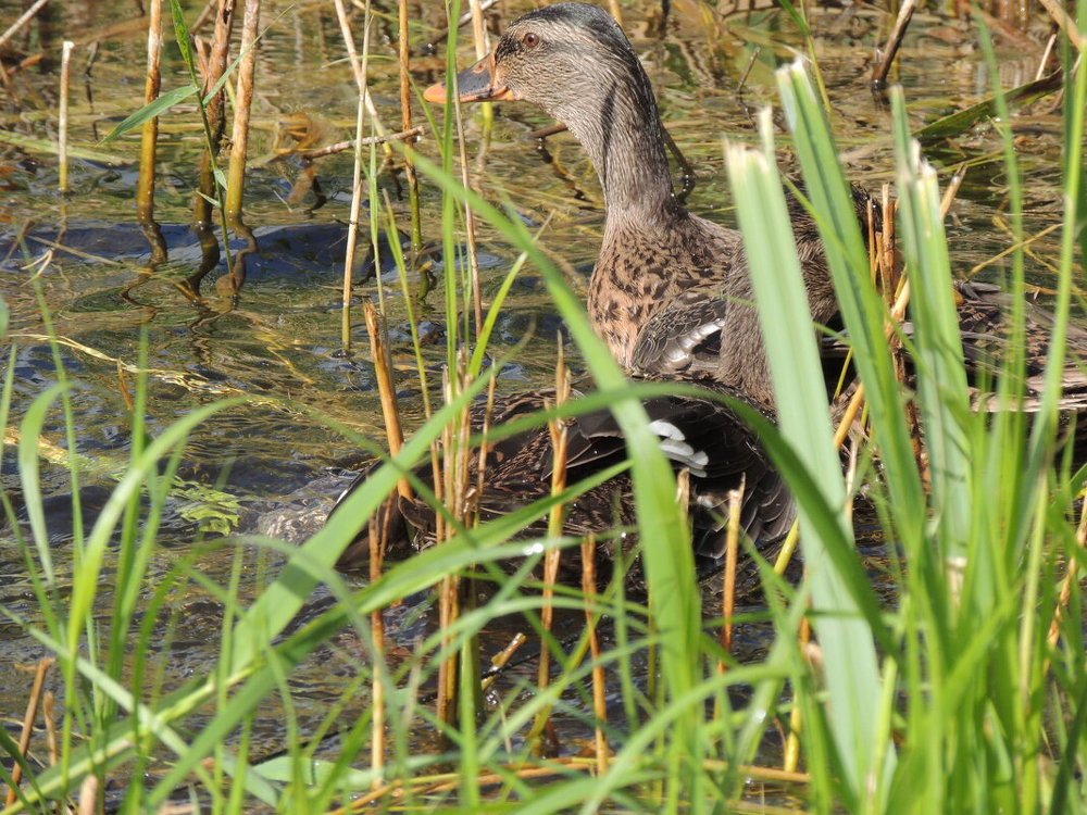 Photograph by Ольга Харламова
