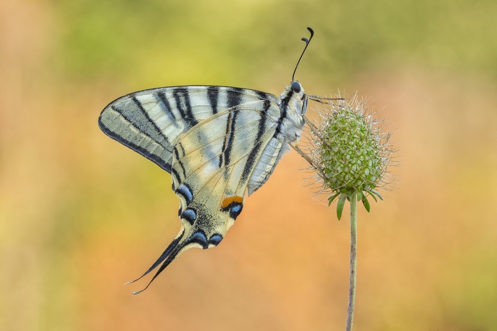 Photograph by Enrico Luzi