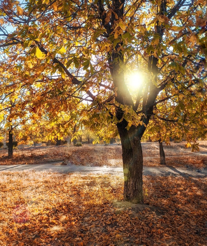 Нежные лучи осеннего солнышка