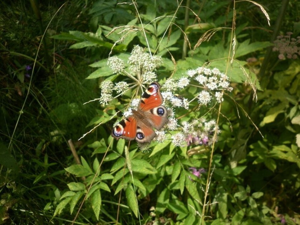 Photograph by Елена Малкова