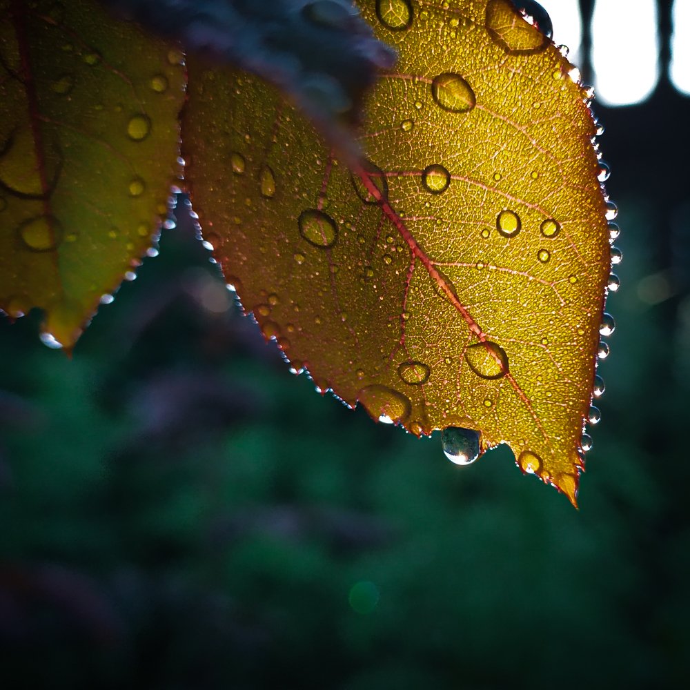 Капельки на листе розы