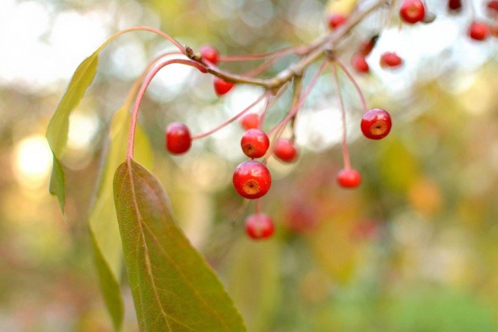 Photograph by Александра Ватутина