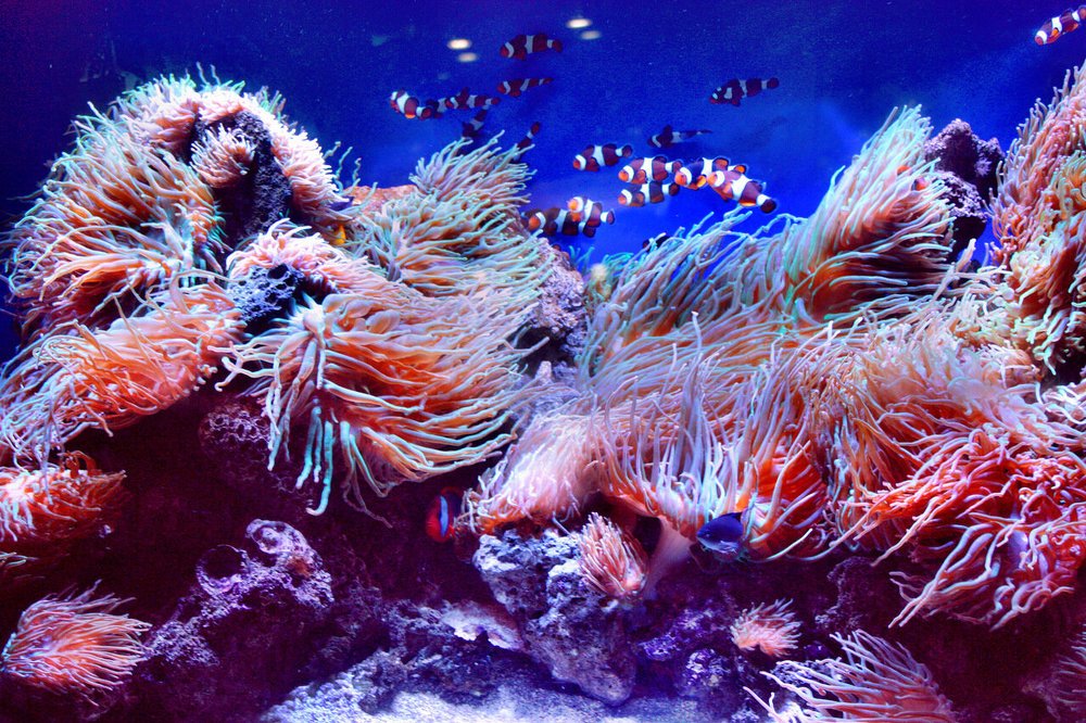 Фотография автора АЛЕКСАНДР ЦЫГЕЛЬНЮК