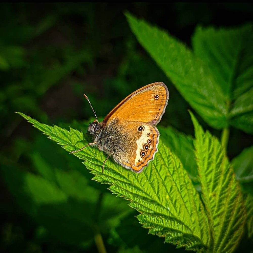 Photograph by Карина Берещанская