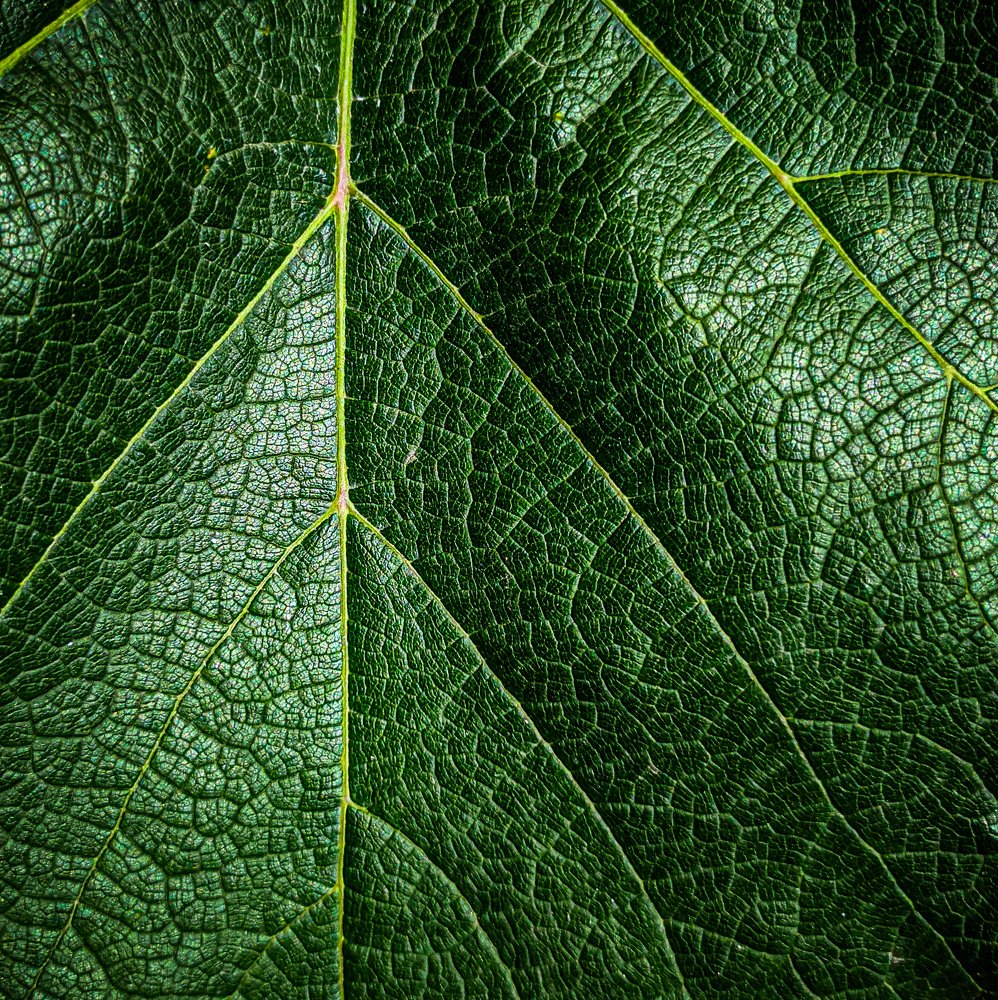 Photograph by Карина Берещанская