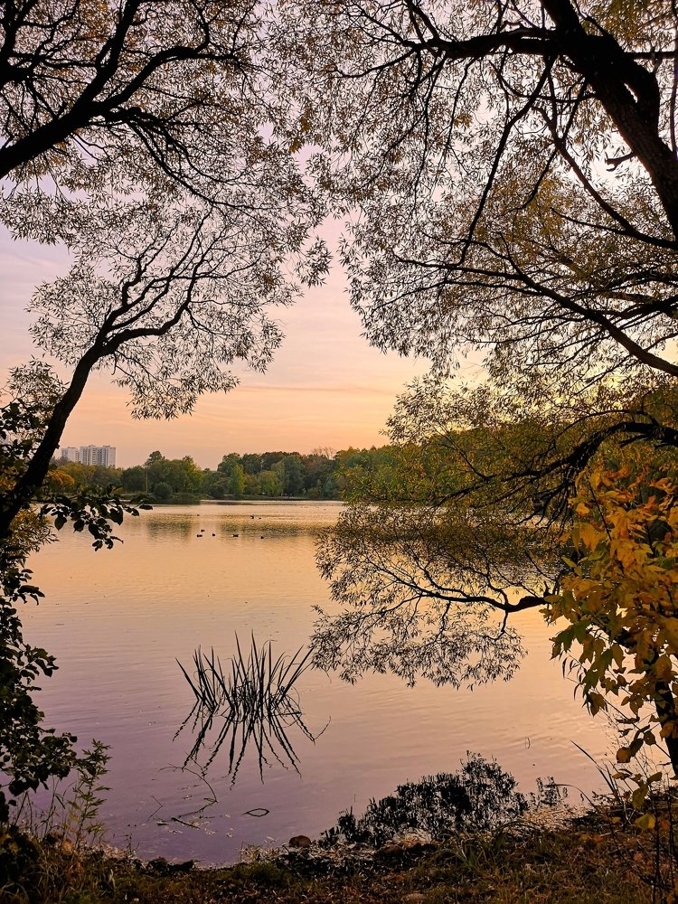 Ивы и закат...