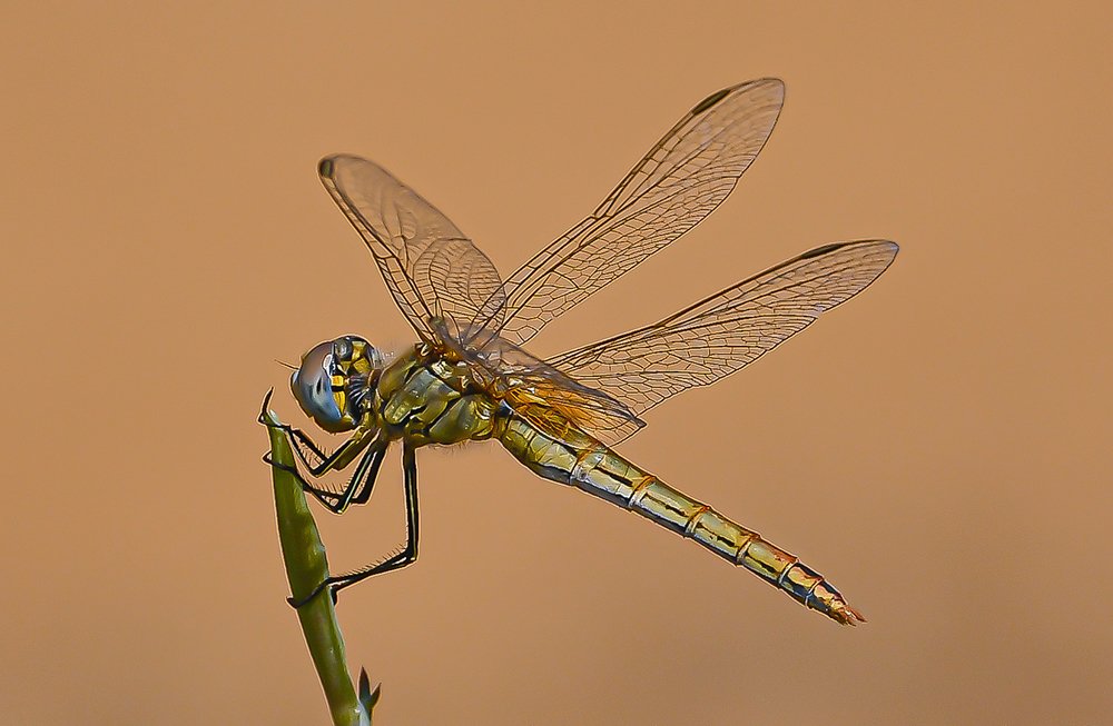 A dragonfly at the top