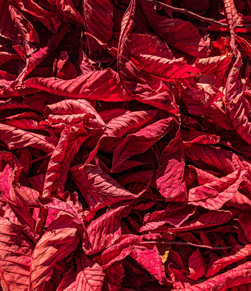 Photograph by Карина Берещанская