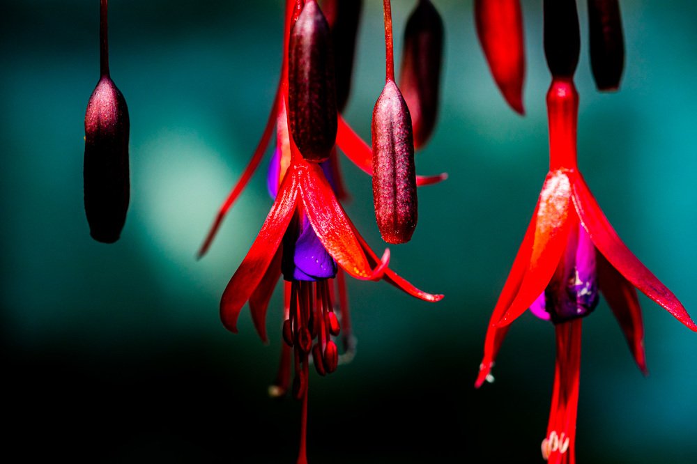 Fushia in green background
