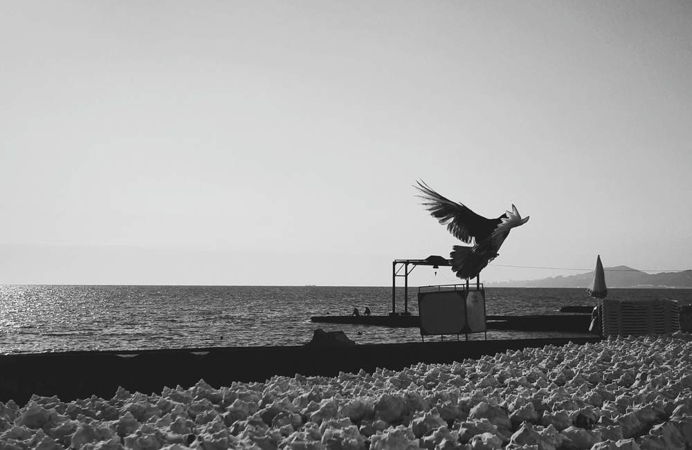 Photo #5094515