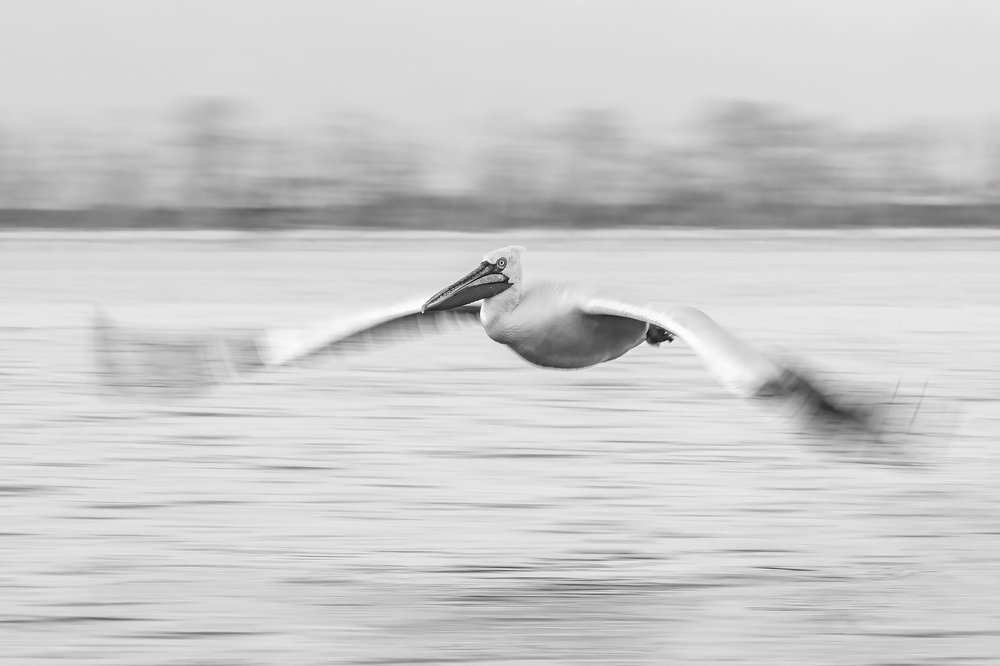 Photograph by Massimo Tamajo