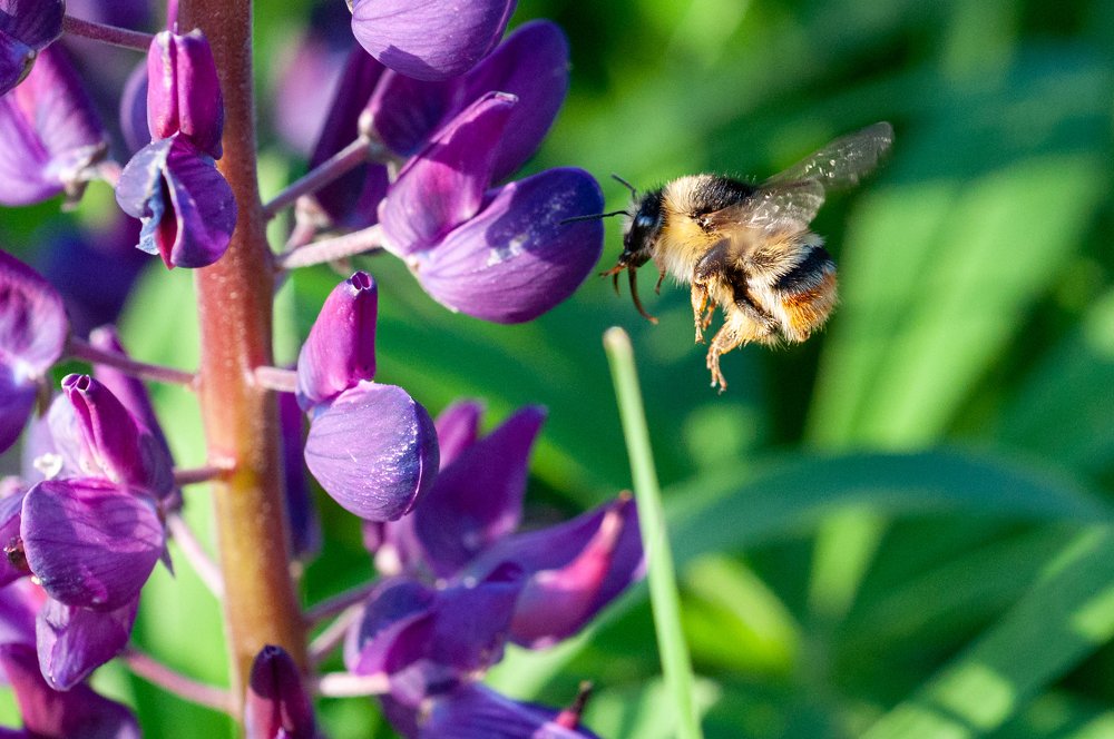 Шмель и люпин