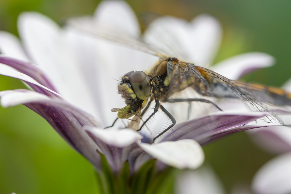 Photograph by Борис Платицин