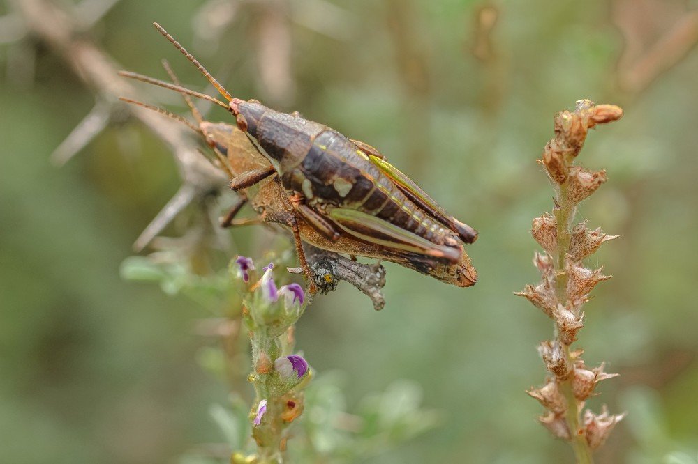 Photograph by JORGE DORANTES