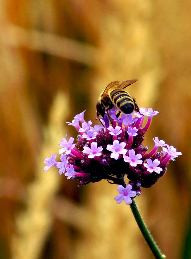 Photograph by Михаил Обертаев