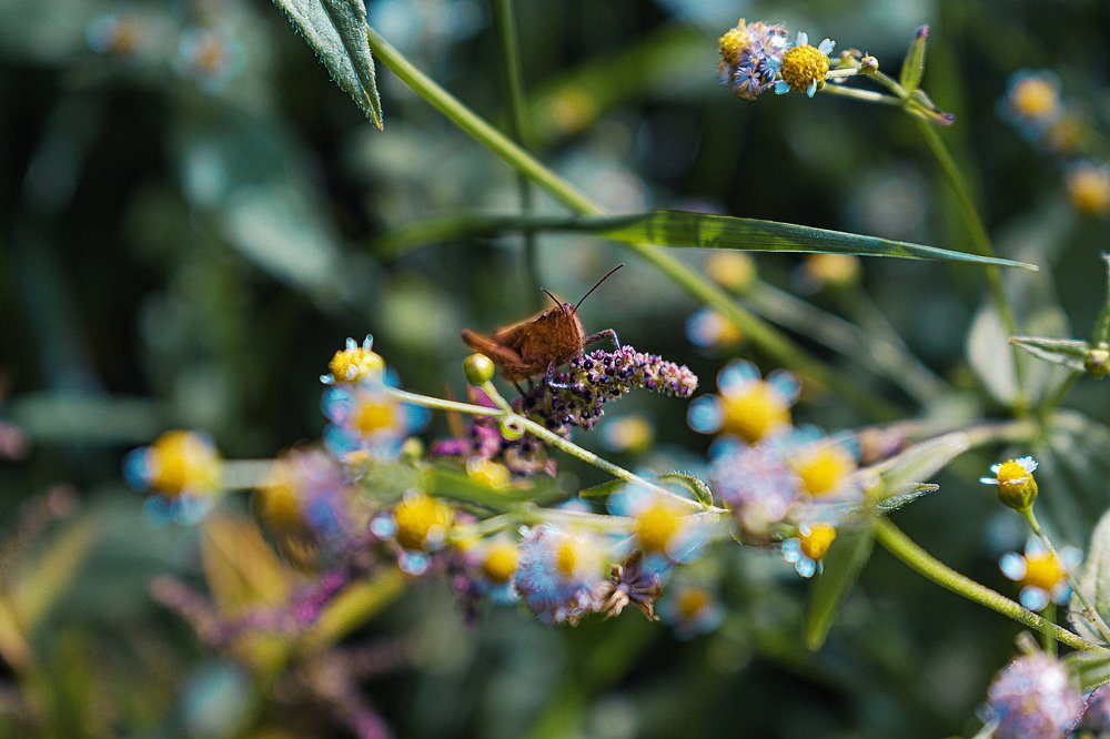 В траве сидел кузнечик.