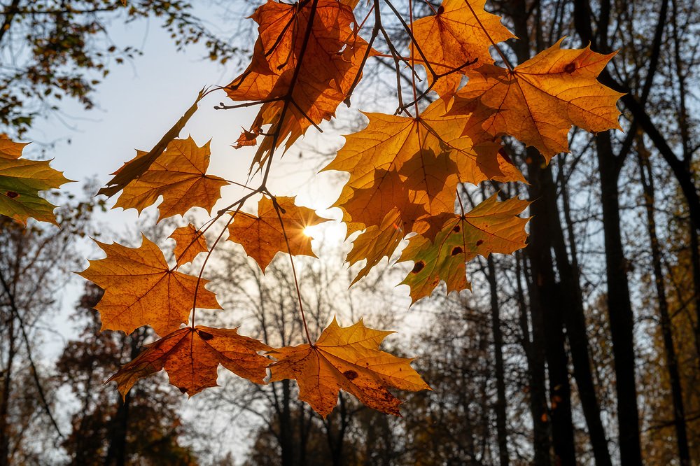 Photograph by Dmitry Vinogradov