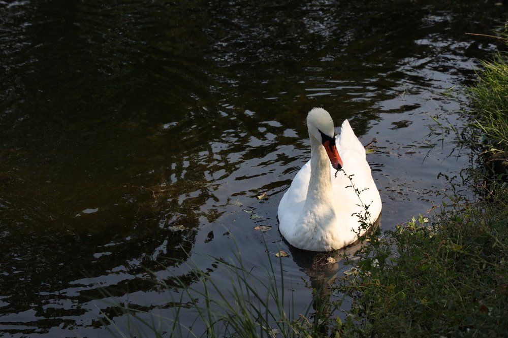 Фотография автора Елена Колосова