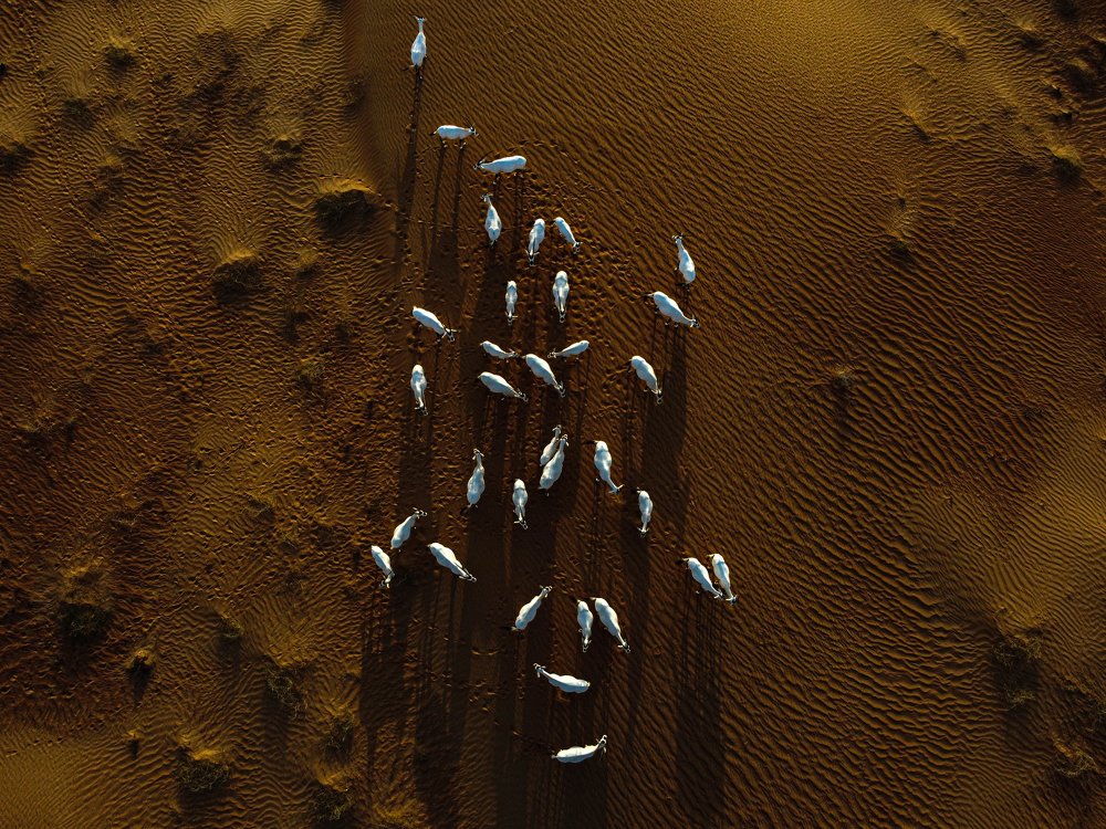 UNITED AS THE EMIRATES