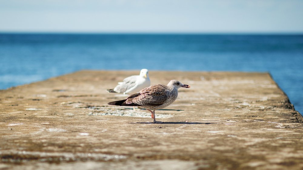 Photograph by Сергей Здерев