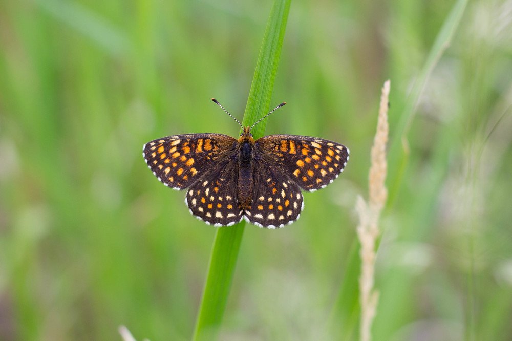 Photograph by Оксана Корчагина