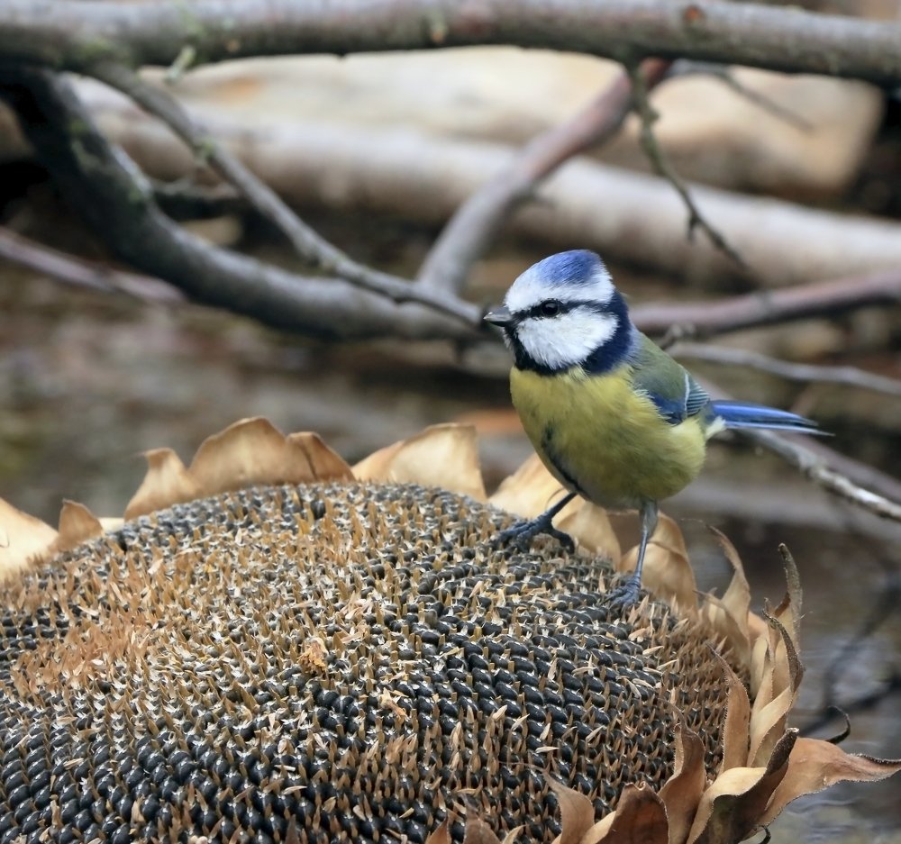 Photograph by Александр Пузиков