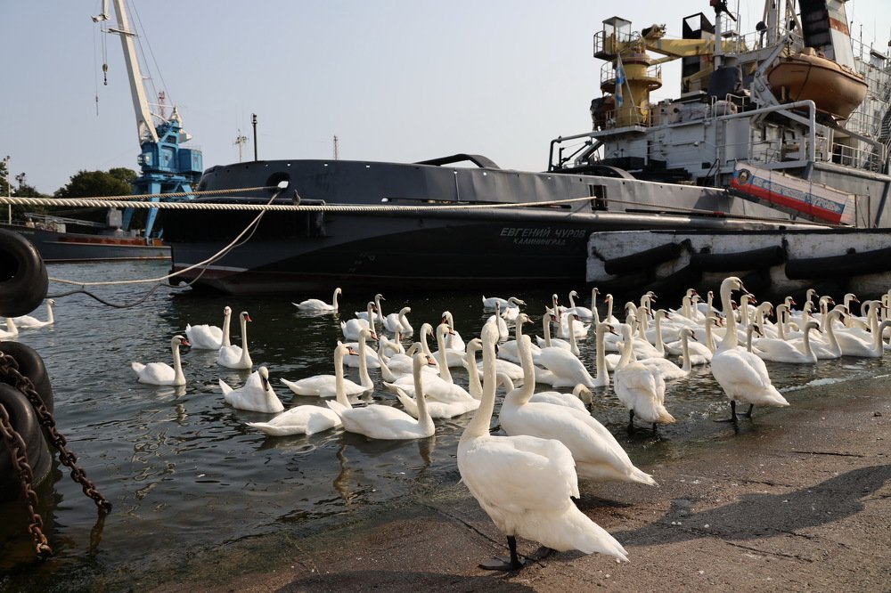 Фотография автора Елена Колосова