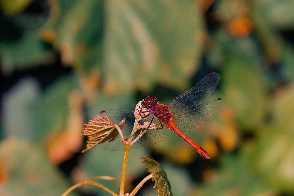 красная стрекоза.