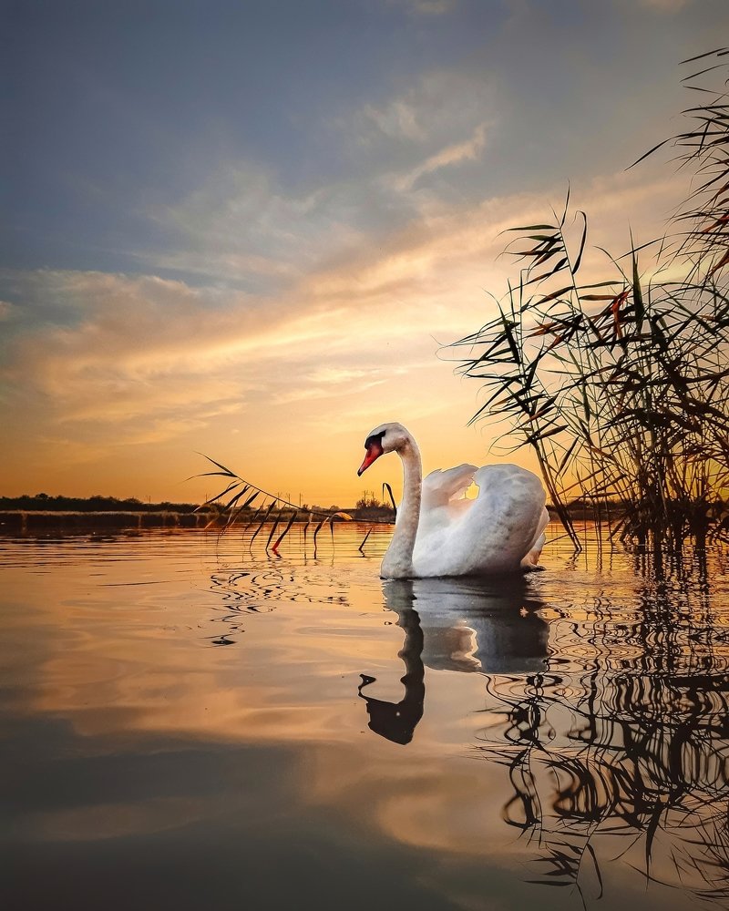 Photograph by Сергей Колос