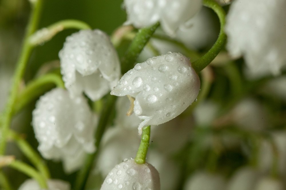 Photograph by Эльвира Сагдиева