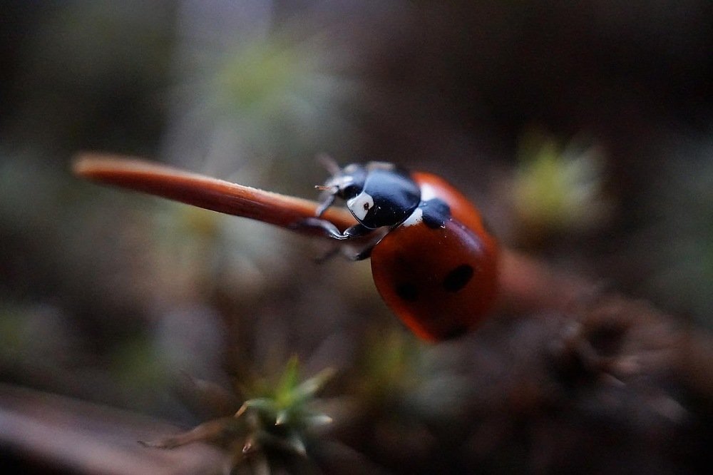 Photograph by Ксения Леонова