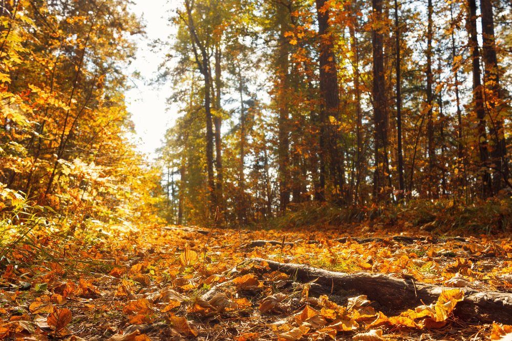 Photograph by Ирина Кононова