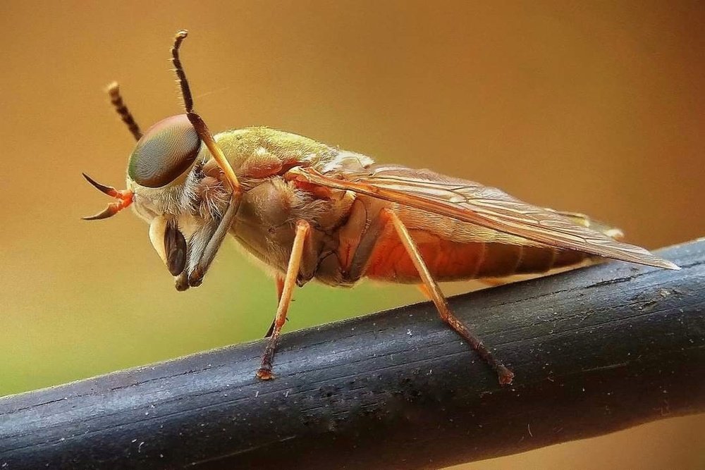 Photograph by Susmita Ghosh