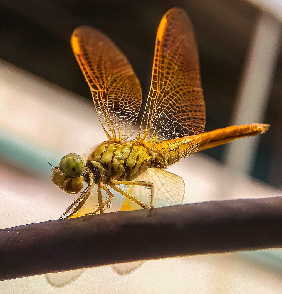 Photograph by Susmita Ghosh