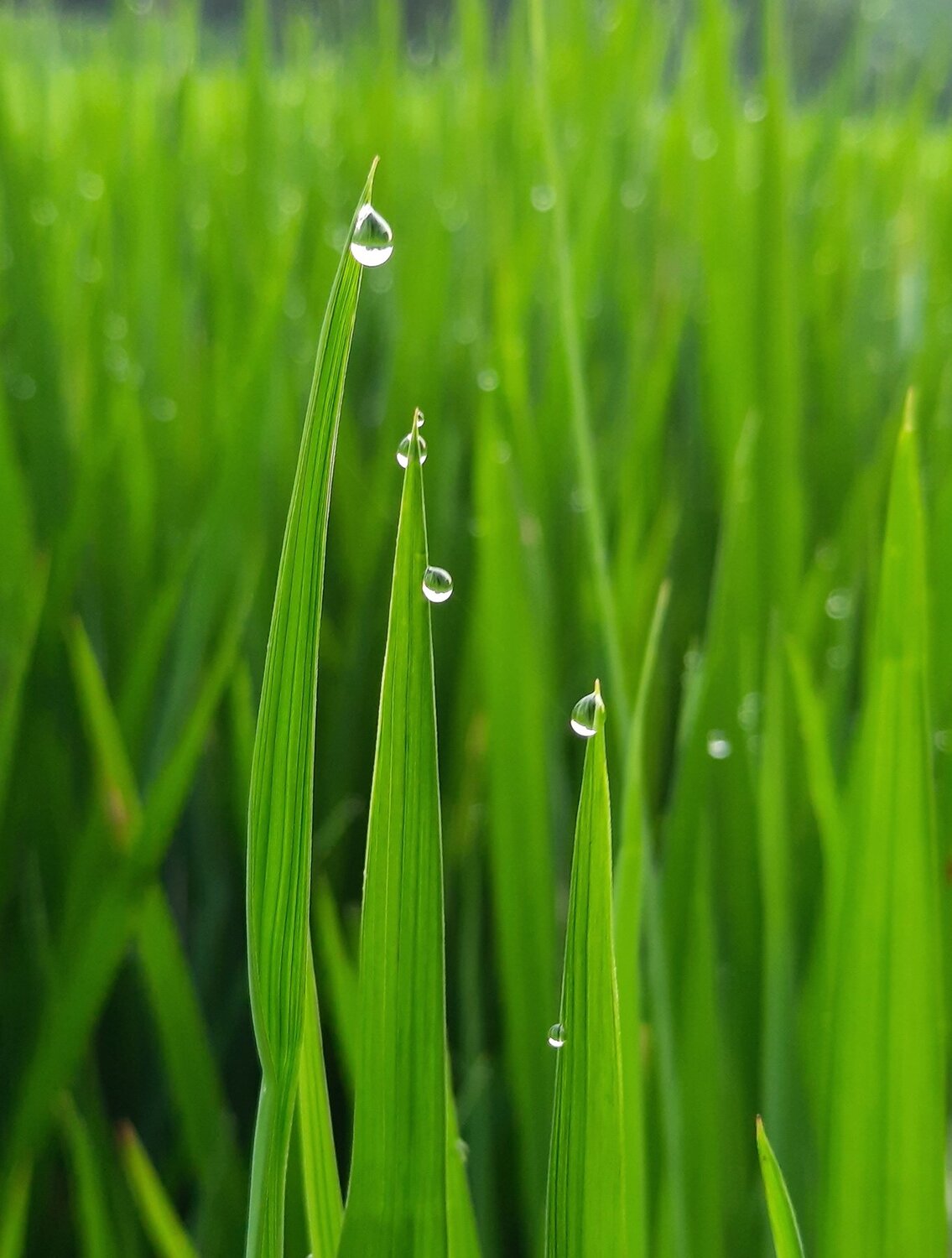 Drops on the grass