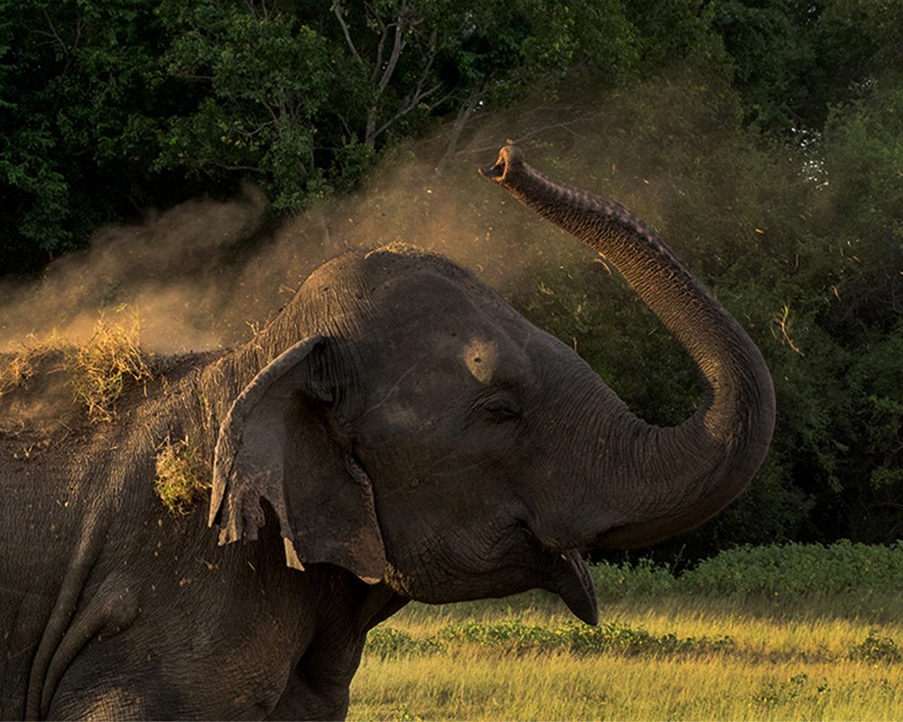 Photograph by kumara senanayake
