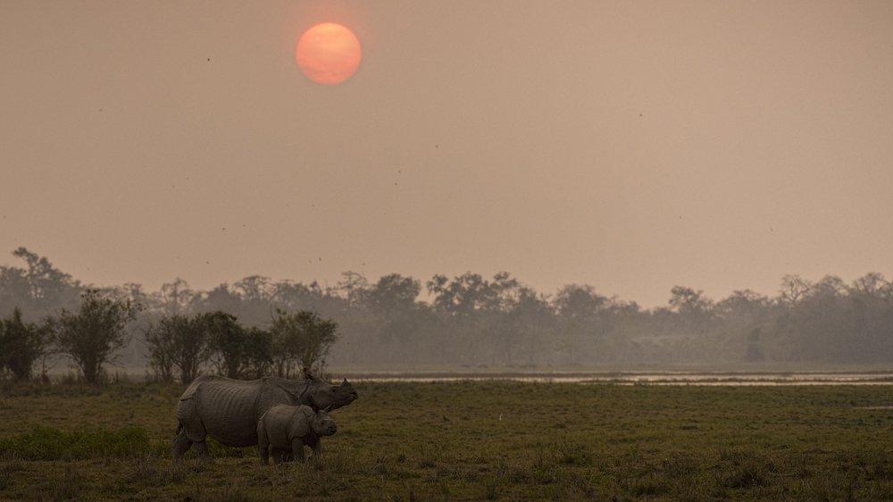 Rhinos at Sunset