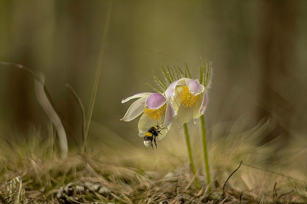 Photograph by Irina Koledova