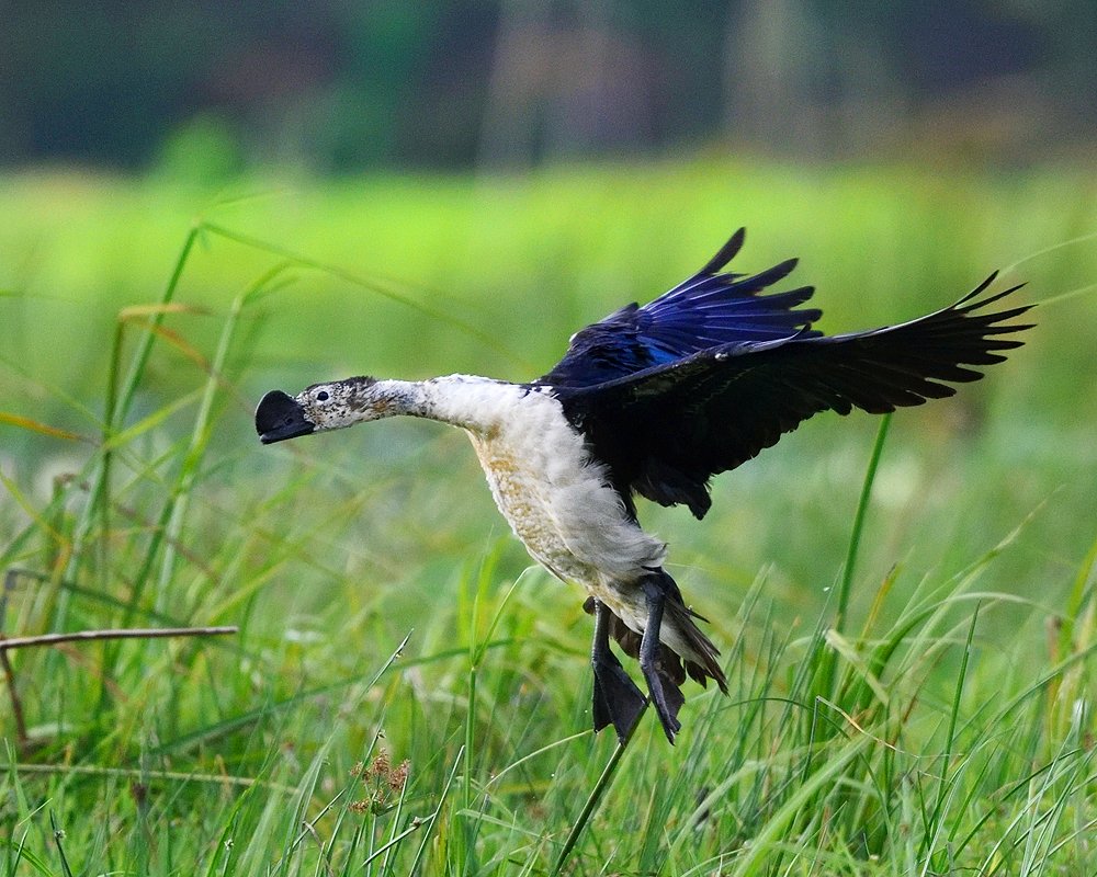 Photograph by kumara senanayake