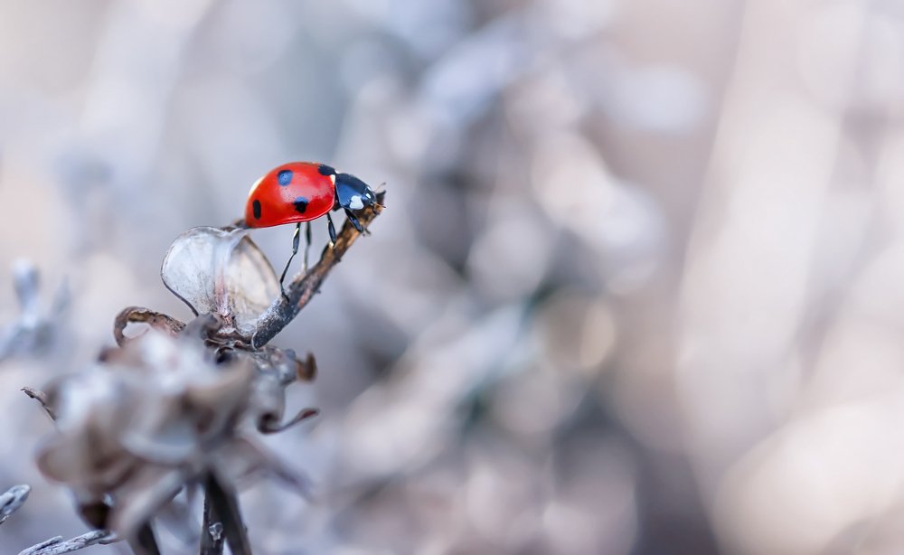 Photograph by Тараненко Анжелика