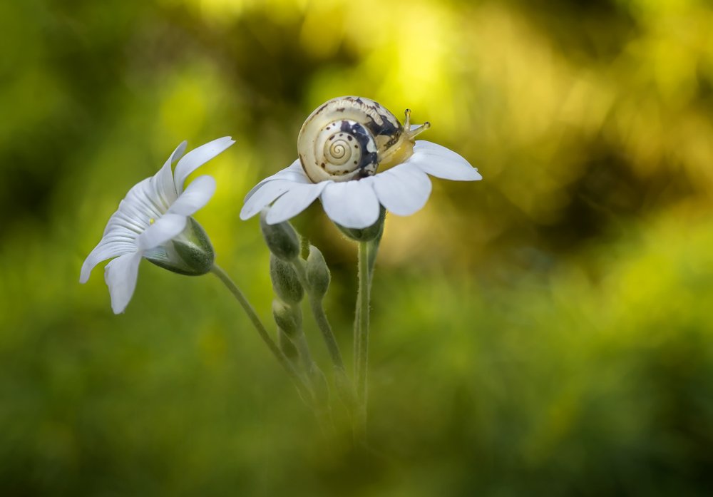 Photograph by Тараненко Анжелика