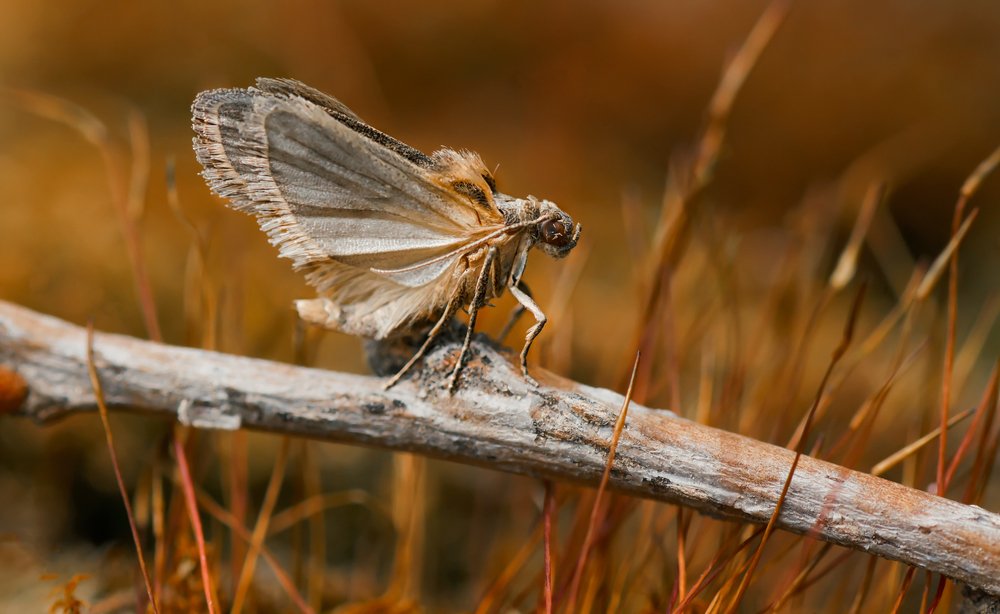 Photograph by Тараненко Анжелика