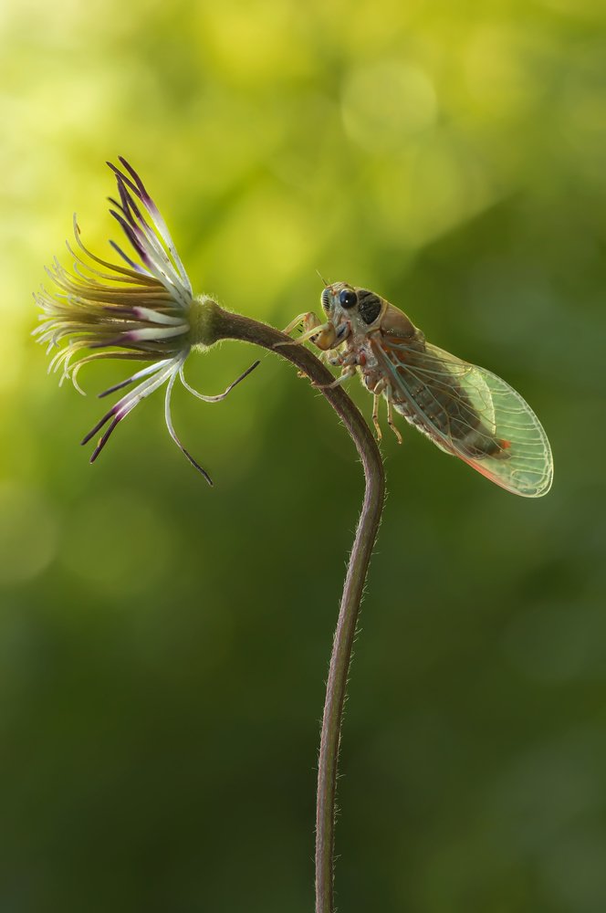 Photograph by Тараненко Анжелика