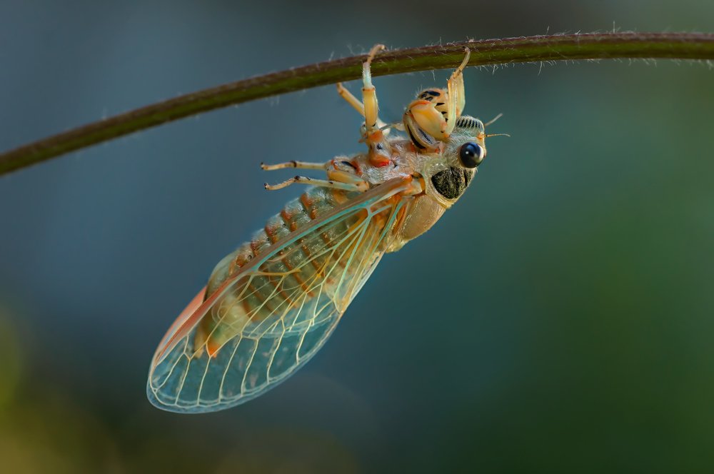 Photograph by Тараненко Анжелика