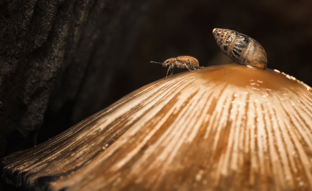 Photograph by Тараненко Анжелика